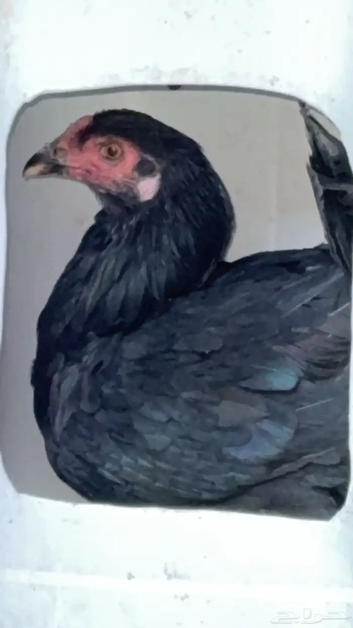 طقم يوكوهاما ديك ودجاجه 5