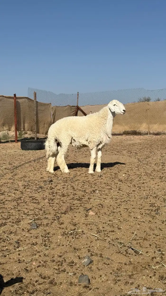 فحل حري 5