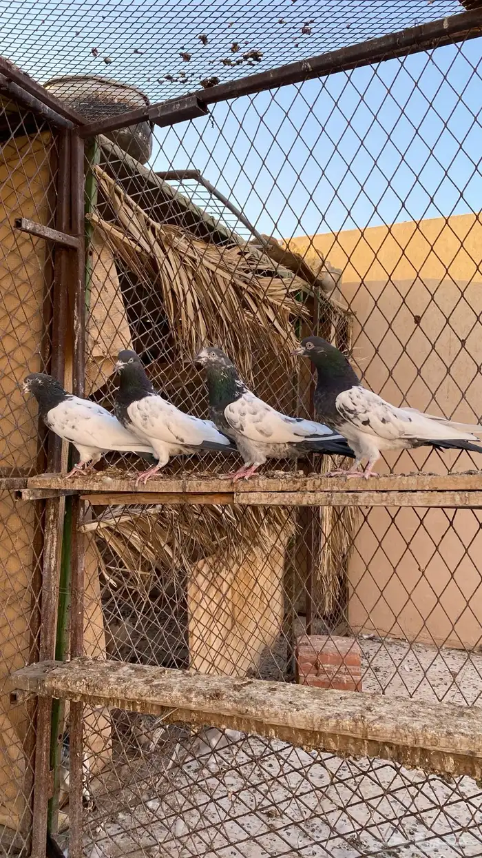 حمام تيدي 3
