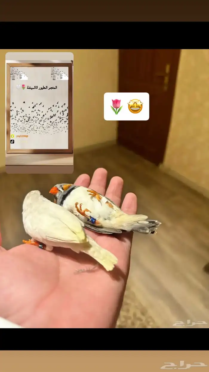 سلام عليكم عرض لكم تدريب طيور 8