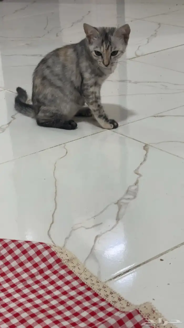 قط جميل عمره اربع شهور 0