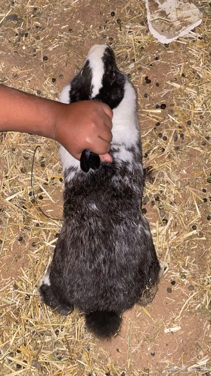 ارانب البيع جمله على السوم 1