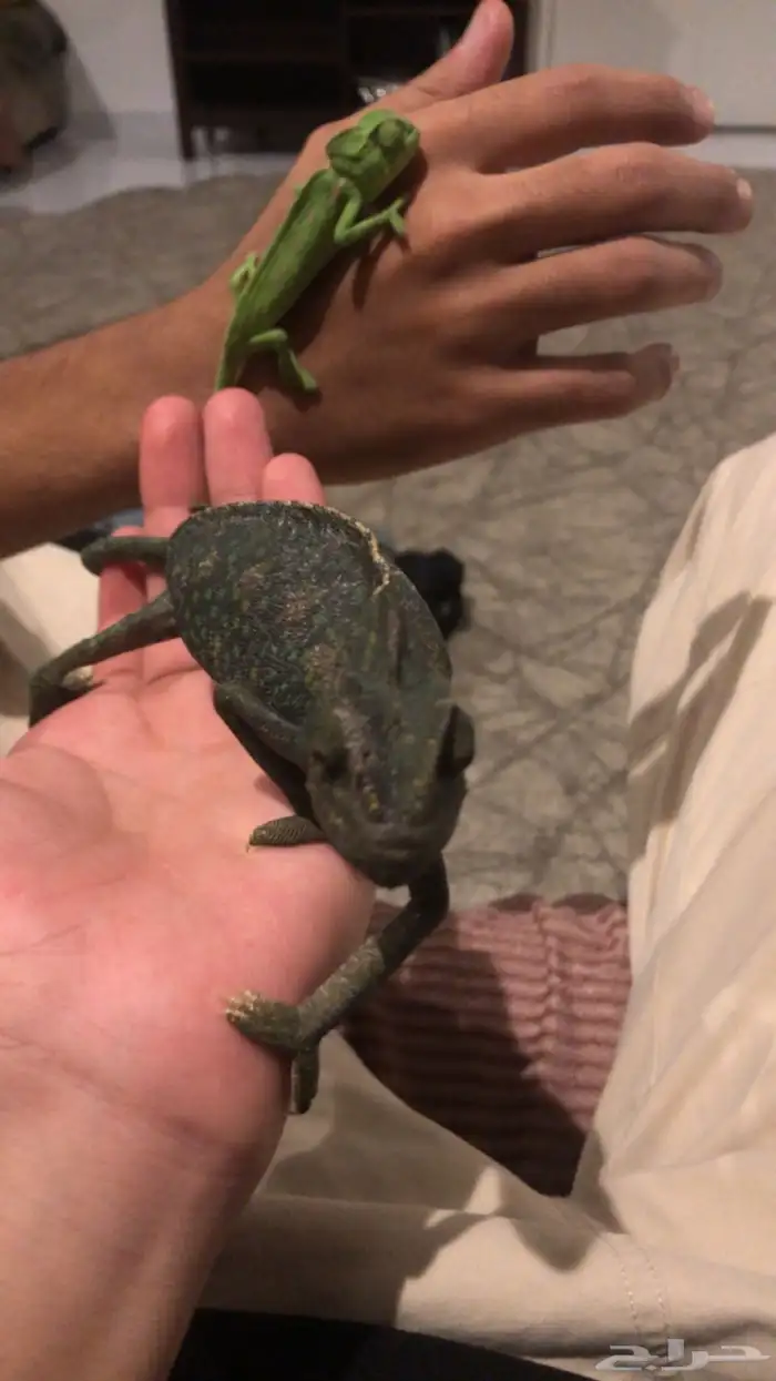 سحليه سحالي للبيع الحجم في الصغيره والكبيره على السوم 1