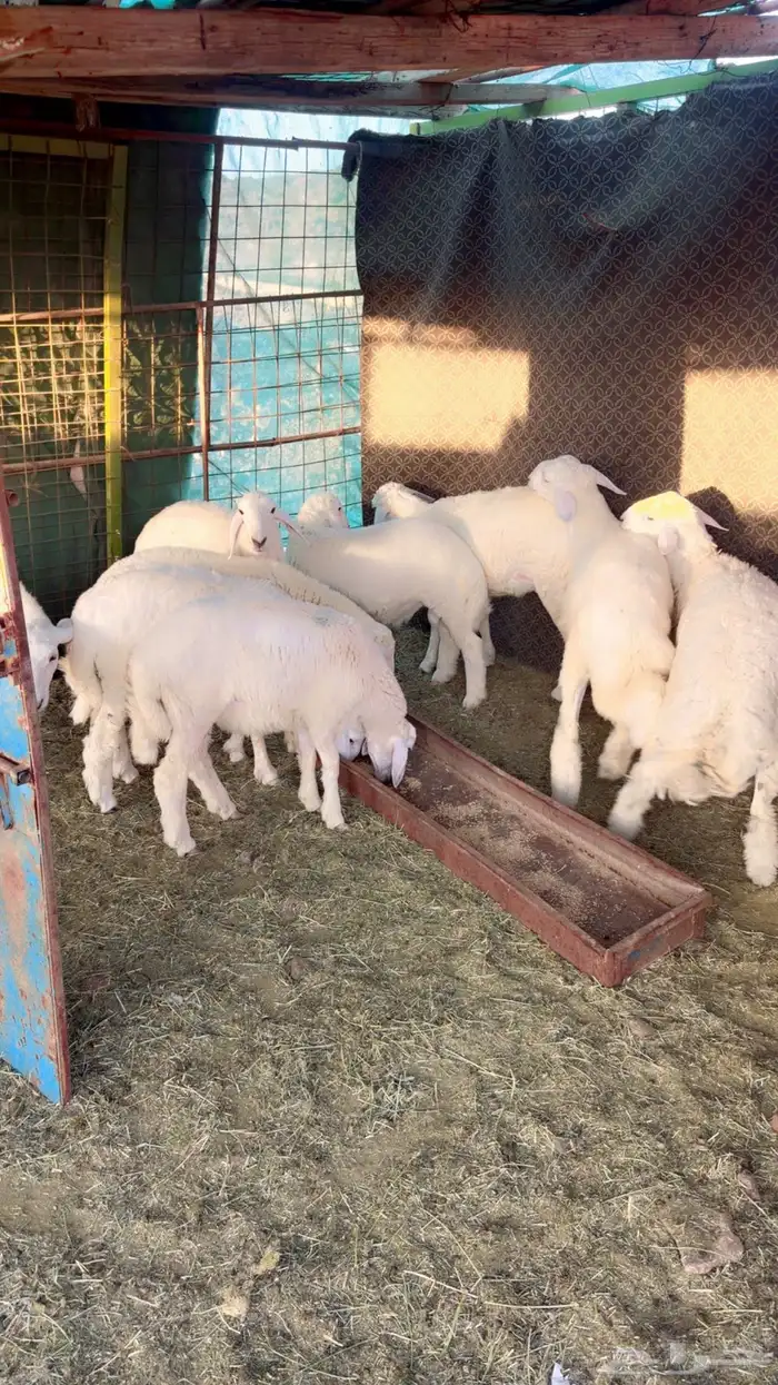 طليان ورخال العدد 9 نظيفه وسمان شرط 2