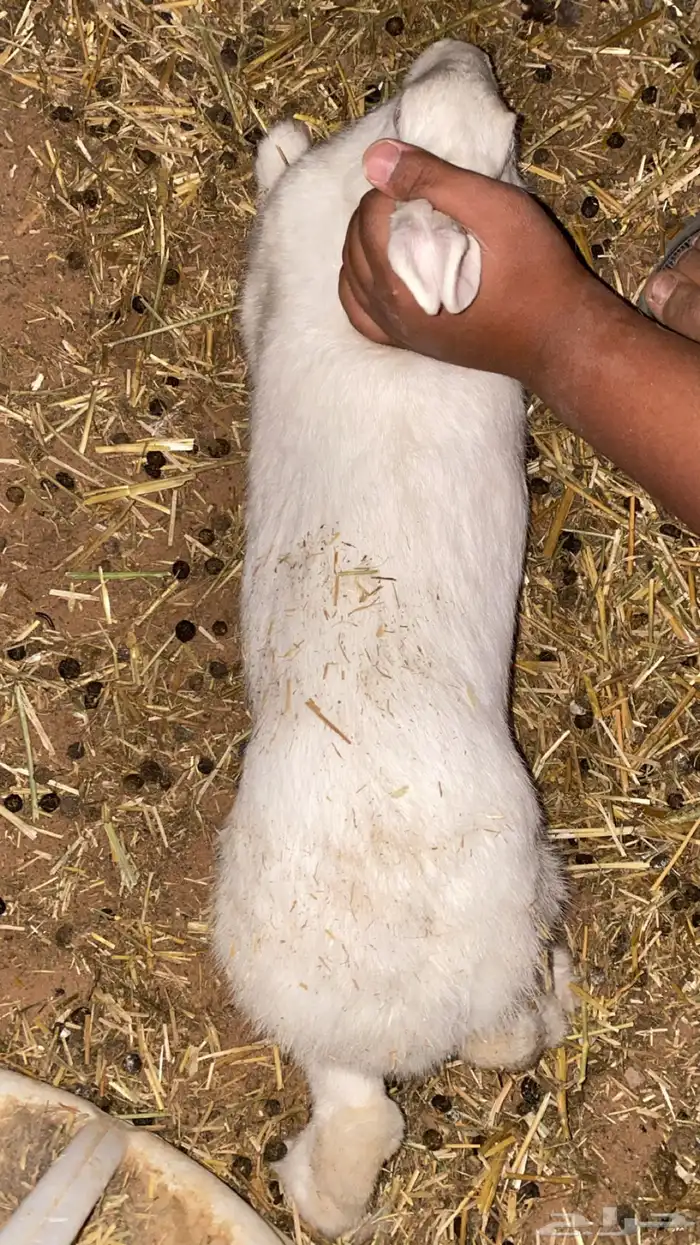 ارانب البيع جمله على السوم 7