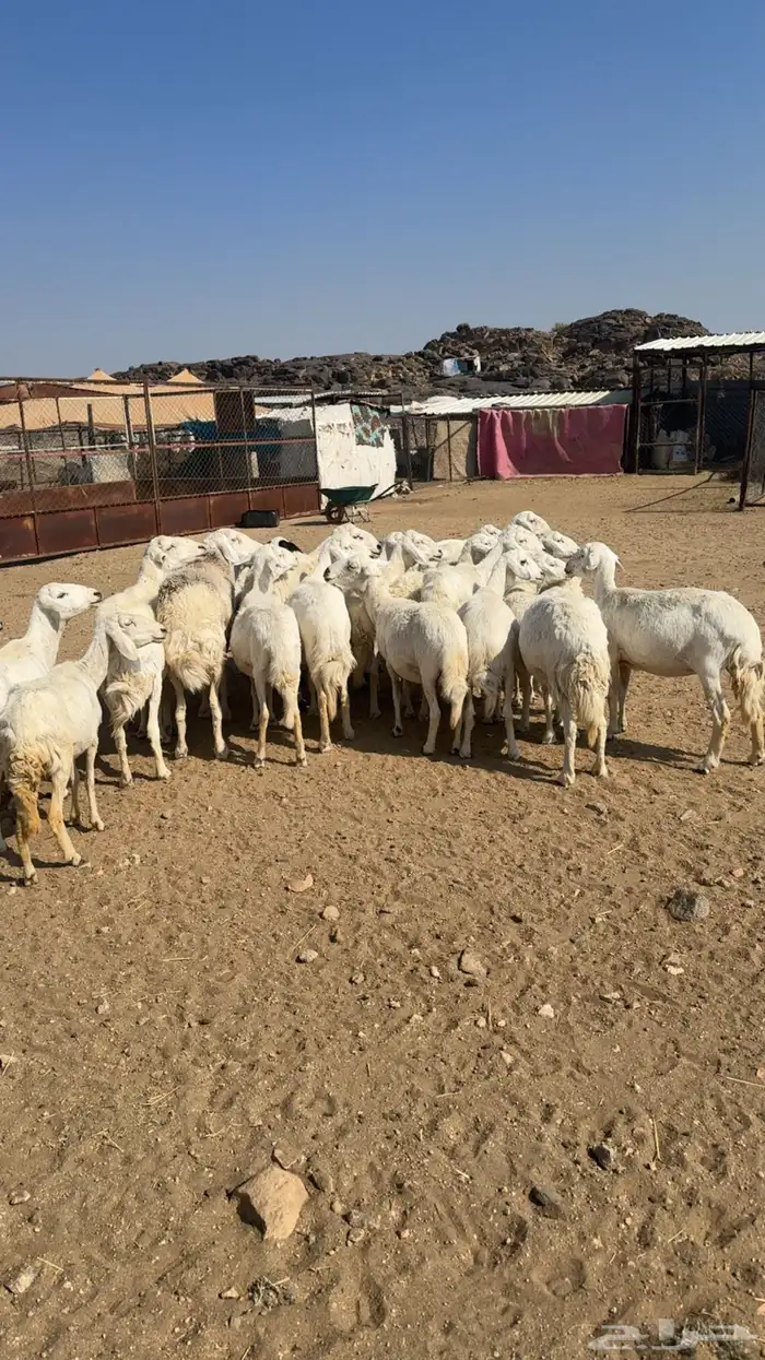 غنم دفيع للبيع بفحلها 12