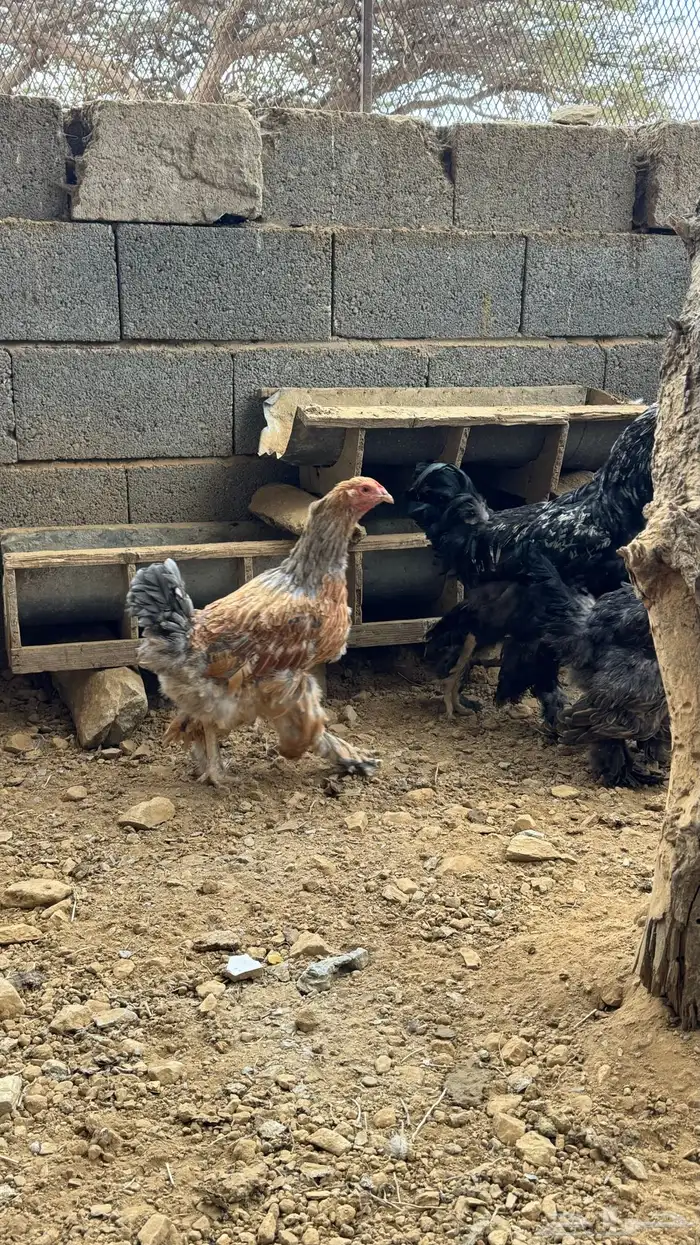 دجاج براهما 4