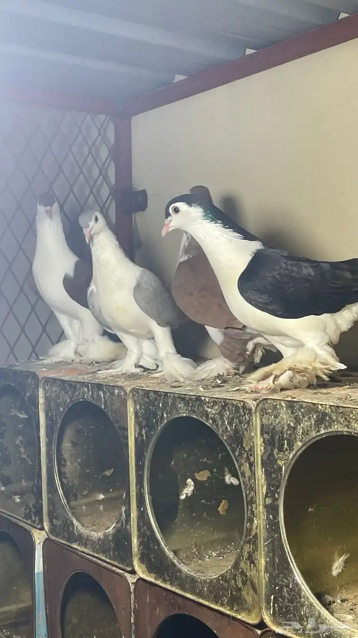حمام شيرازي فواخر 0