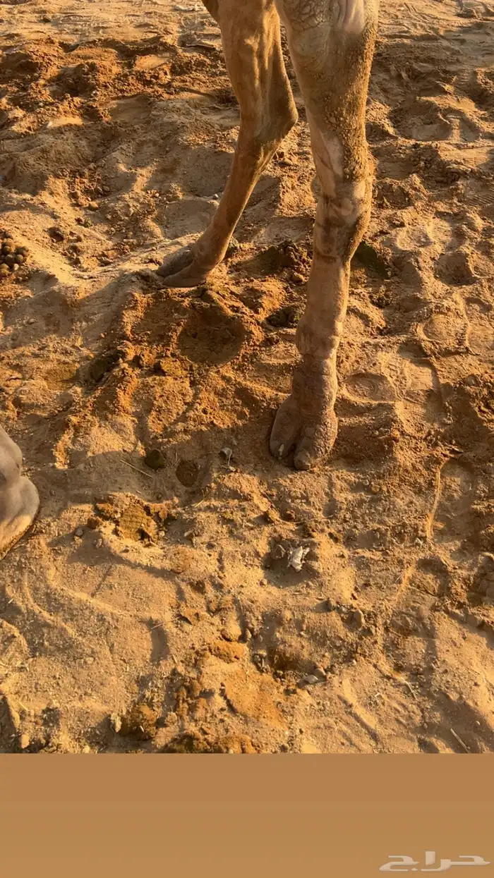 بكره عمانيه رباع 2