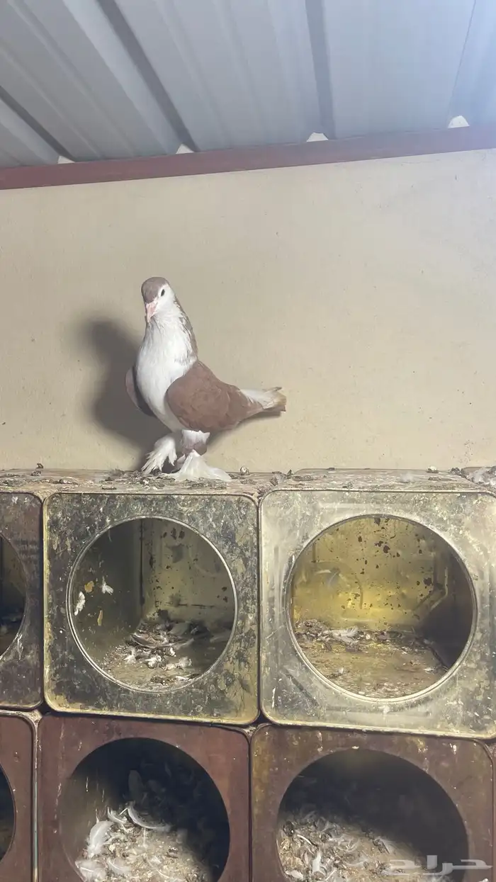 حمام شيرازي فواخر 6