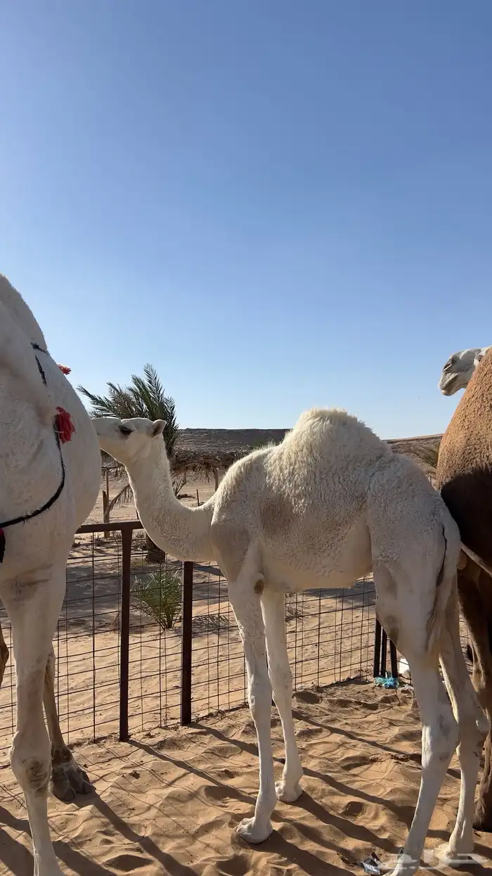 قعود طيب جدا جدا جدا 4