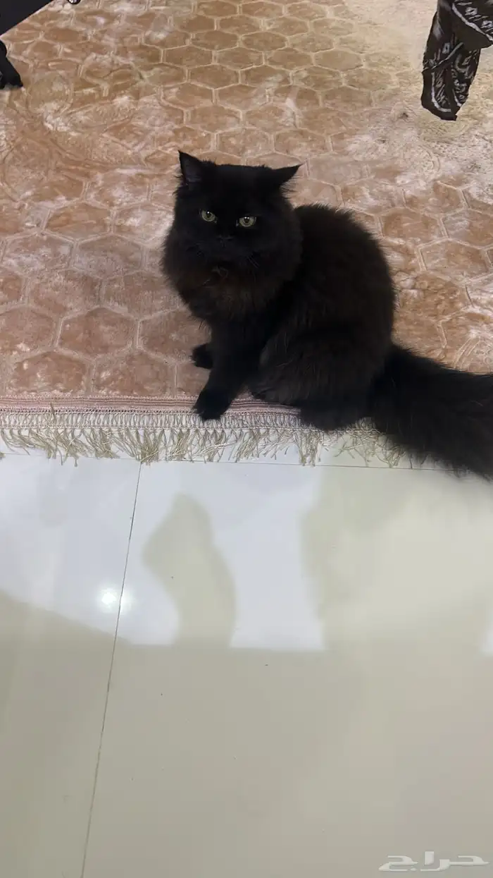 قطة للتبني العاجل 6