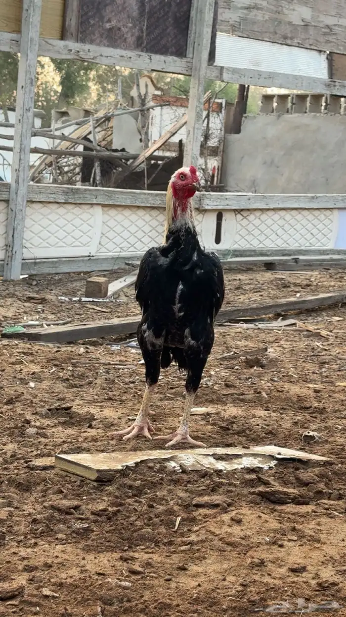ديك باكستاني ودجاجه 1