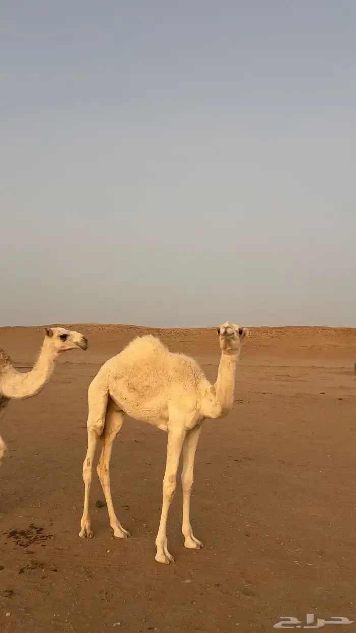 قعود طيب جدا جدا جدا 1