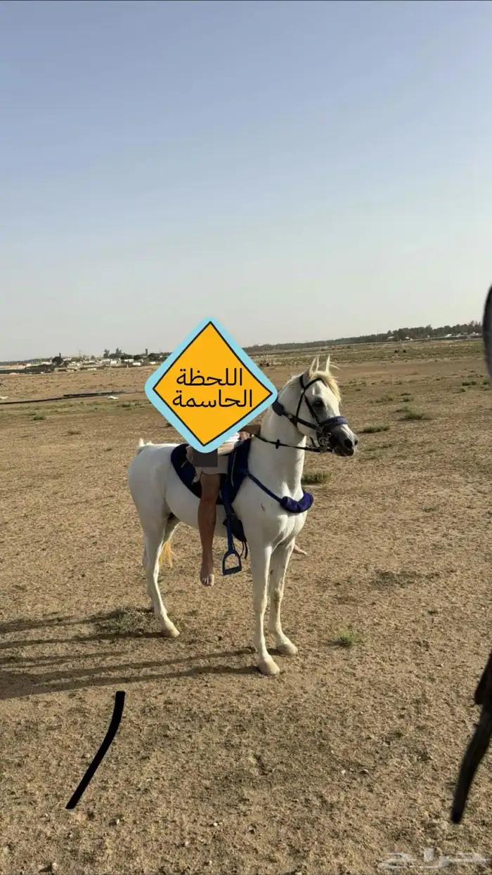 حصان واهو كفو فحل 1