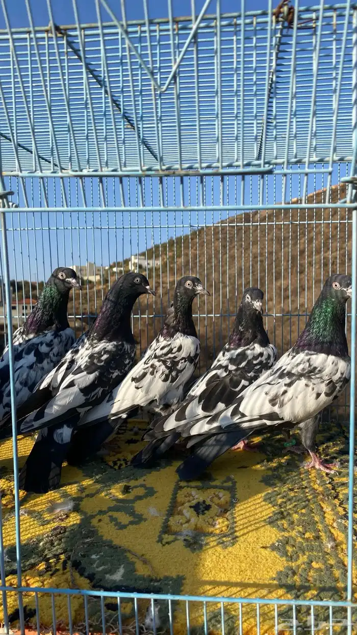 رامات (تم البيع) 0