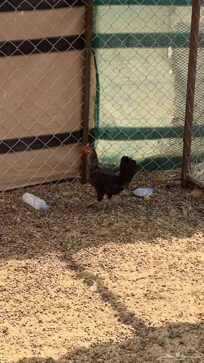 ديك وثنتين دجاج 2