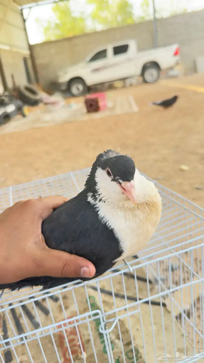 بلجيكي اضن انه ذكر ولا أنثى مدري بس اهل الخبره يفهمون للبيع 1