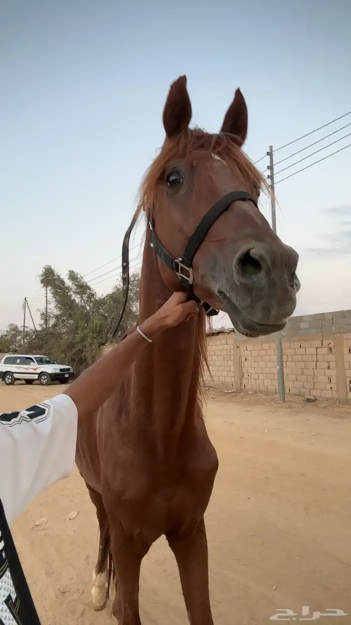 حصان عربي 0