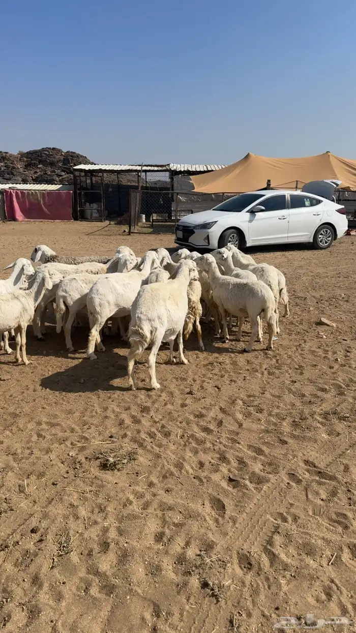 غنم دفيع للبيع بفحلها 15