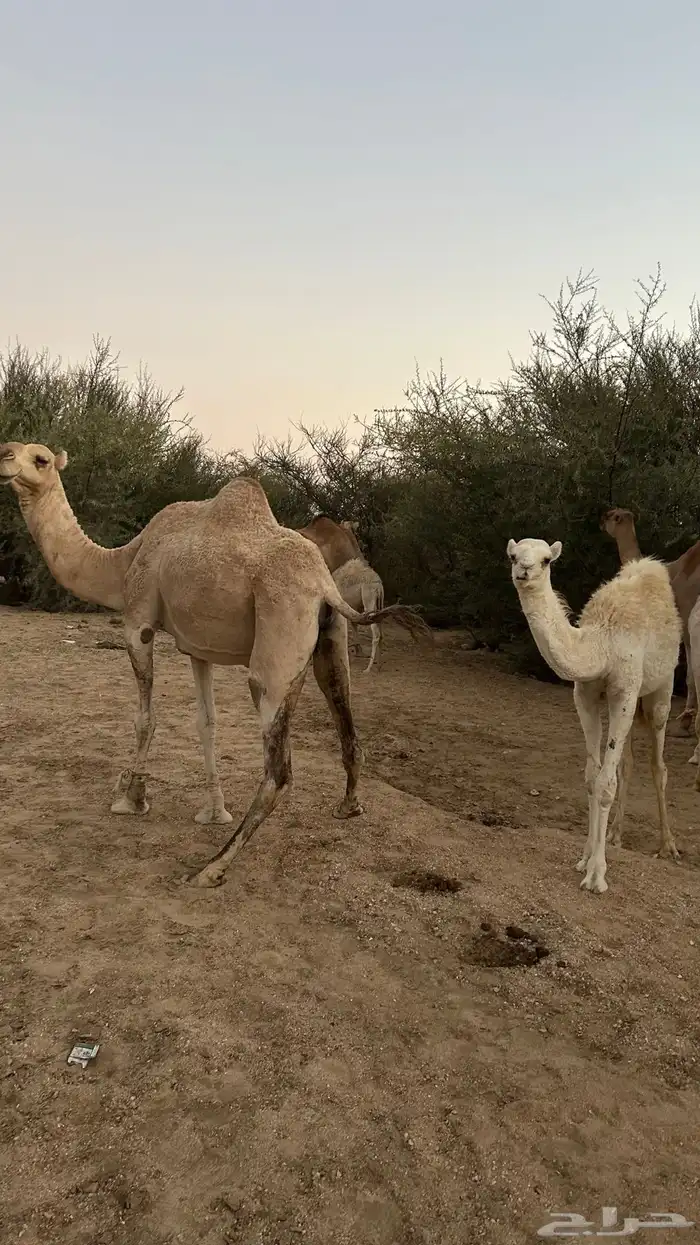 نياق خلفات معهن اربع بكار 16