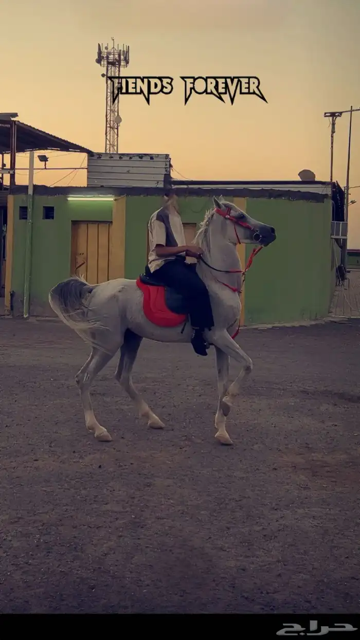 حصان شعبي 12