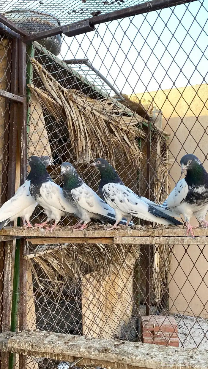 حمام تيدي 1