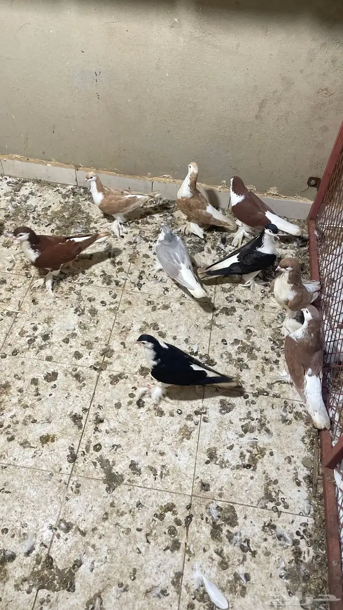 حمام شيرازي فواخر 10