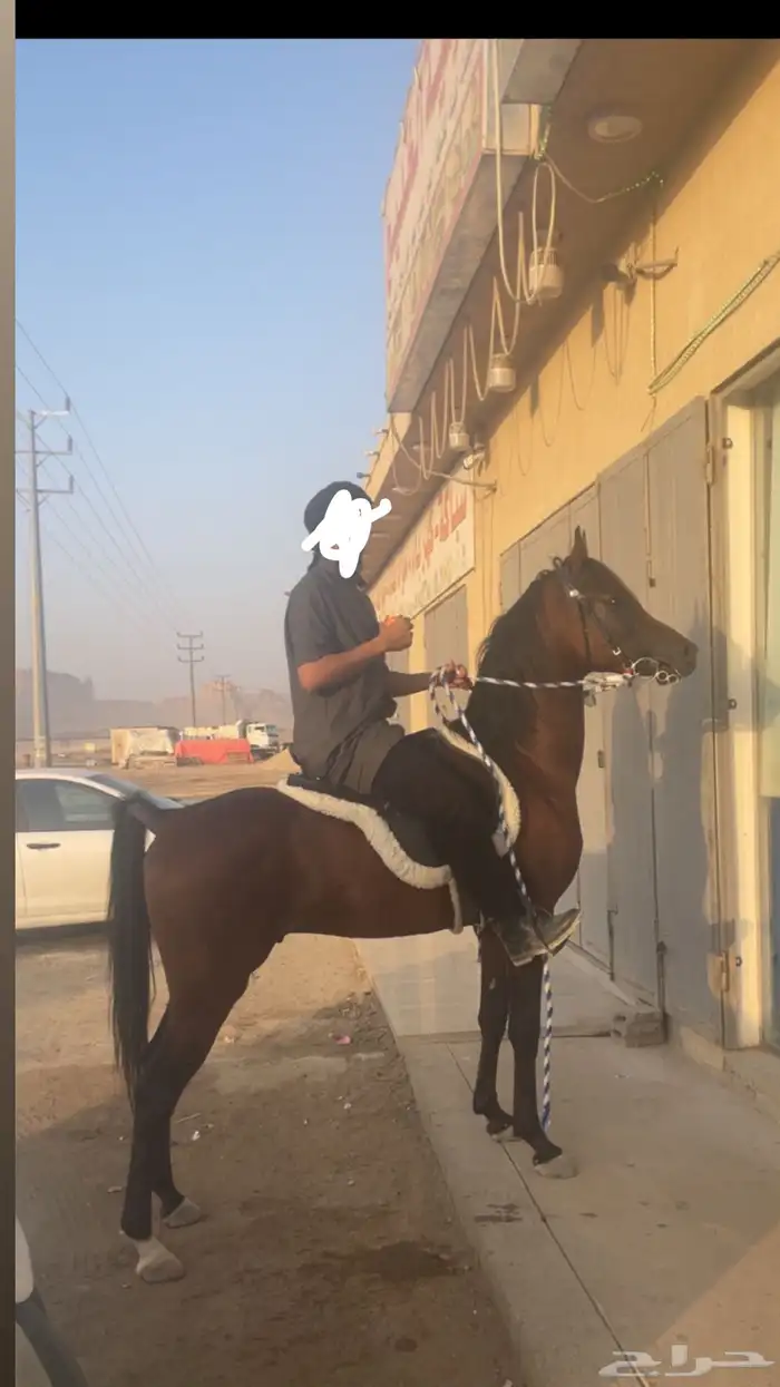 حصان واهو 8
