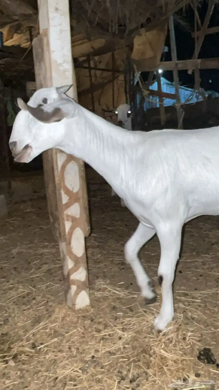 جفره نادره اصيله 0