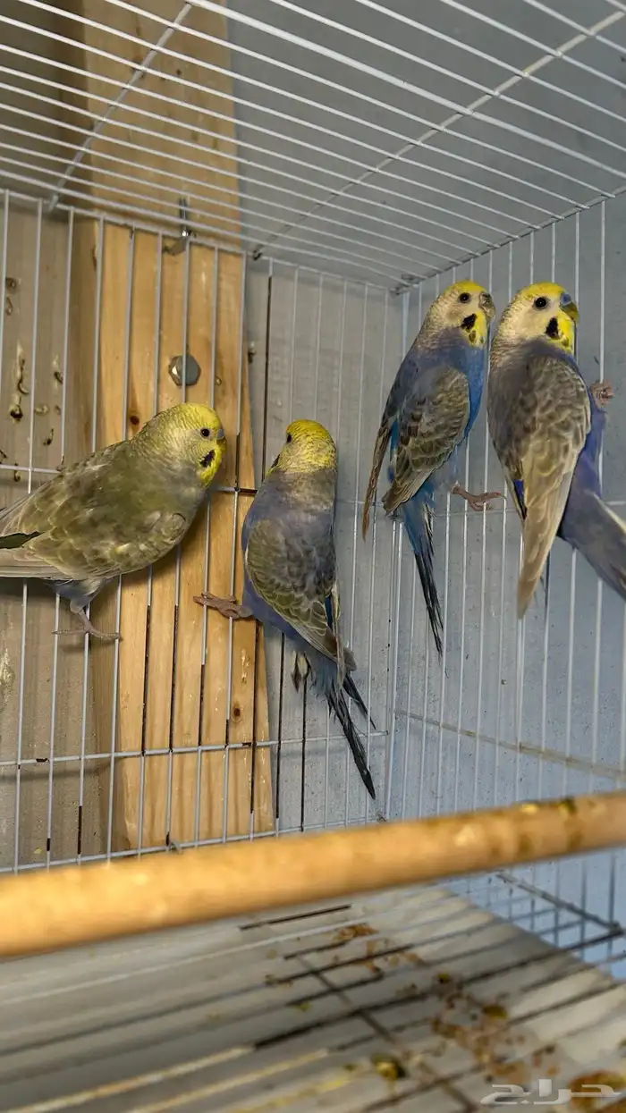 ازواج بادجي رينبو 1