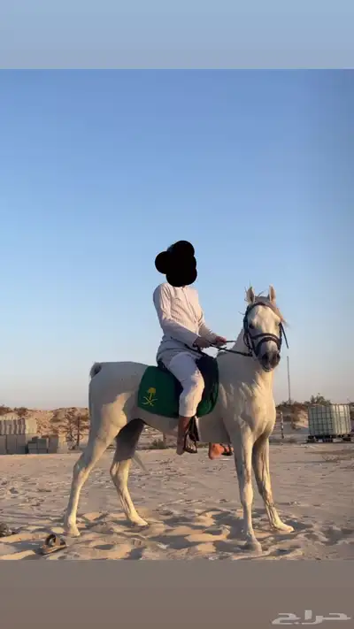 حصان واهو index
