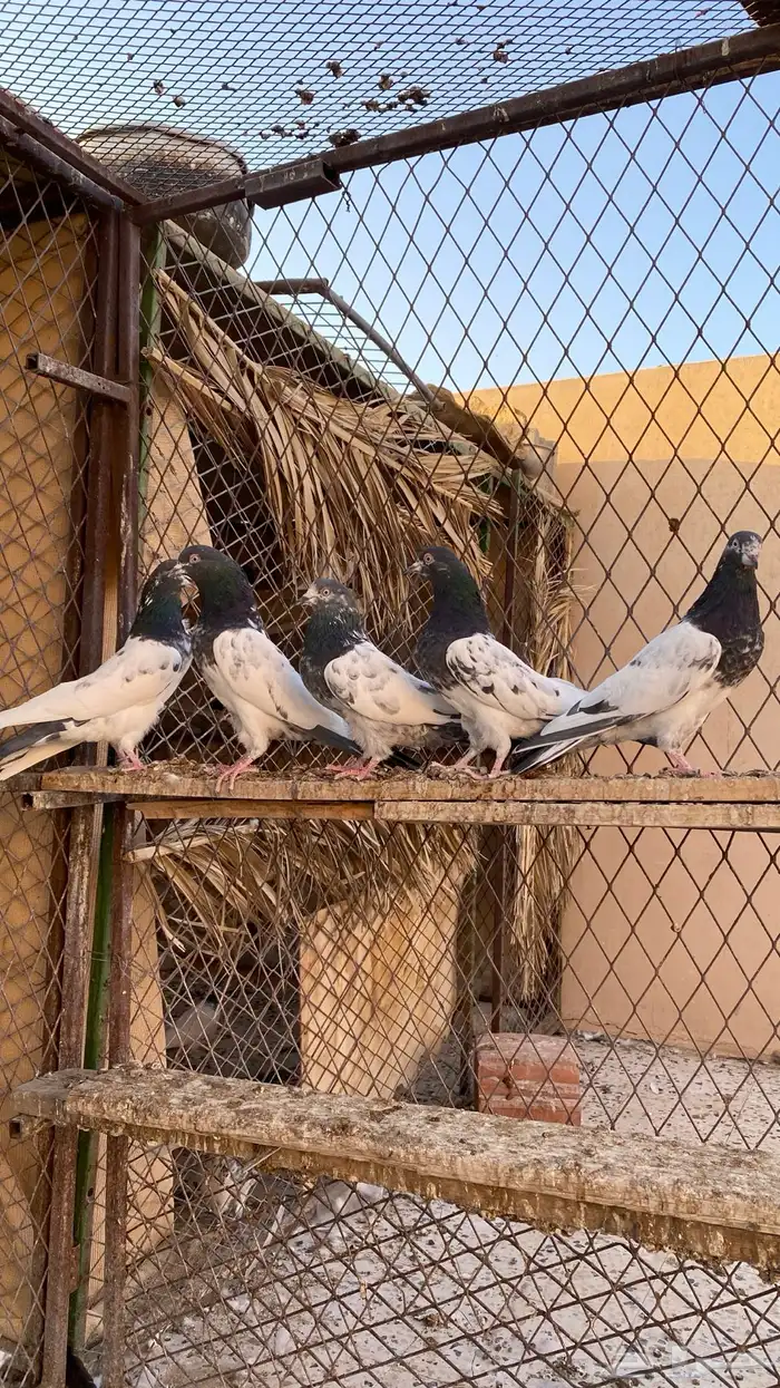 حمام تيدي 4