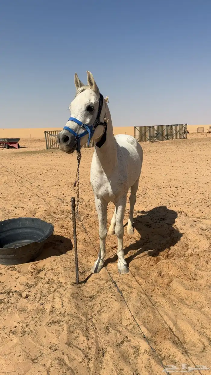 حصان   علا السوم اصيل عربي مطبع يركبه الصغير و الكبير 4