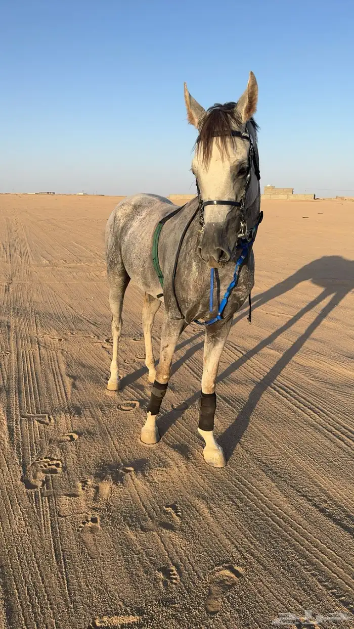 حصان شعبي كفوو 5