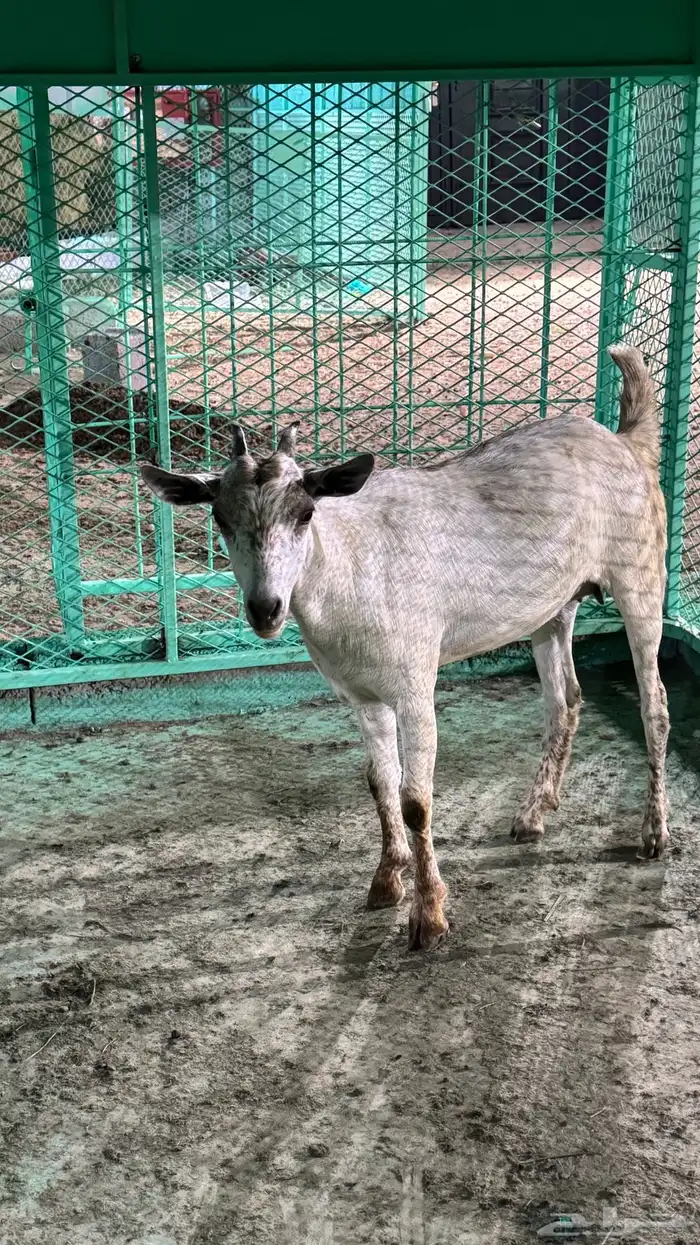 عناق للبيع العمر جذع 0