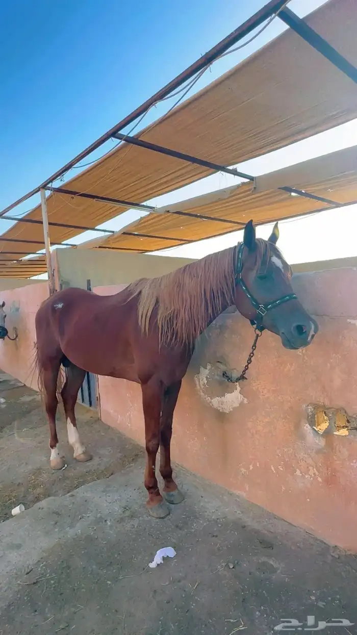 ايواء خيل وتدريب الحمدانية 16