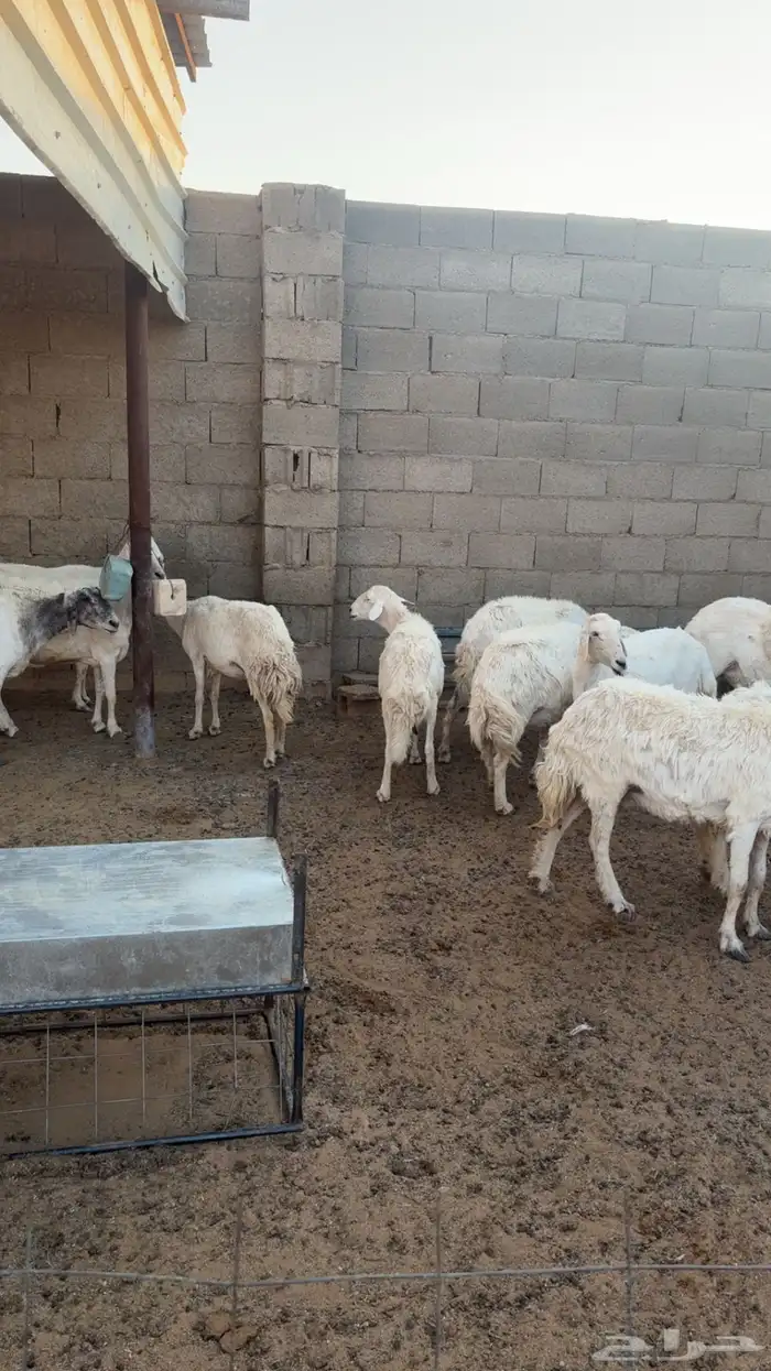 حريات عدد 15راس 0