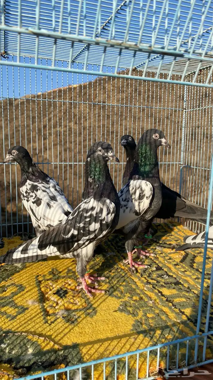 رامات (تم البيع) 7