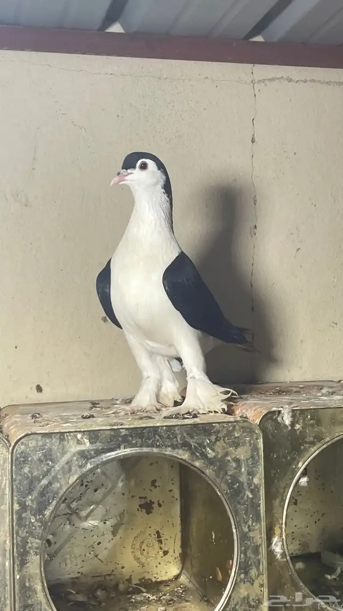 حمام شيرازي فواخر 8