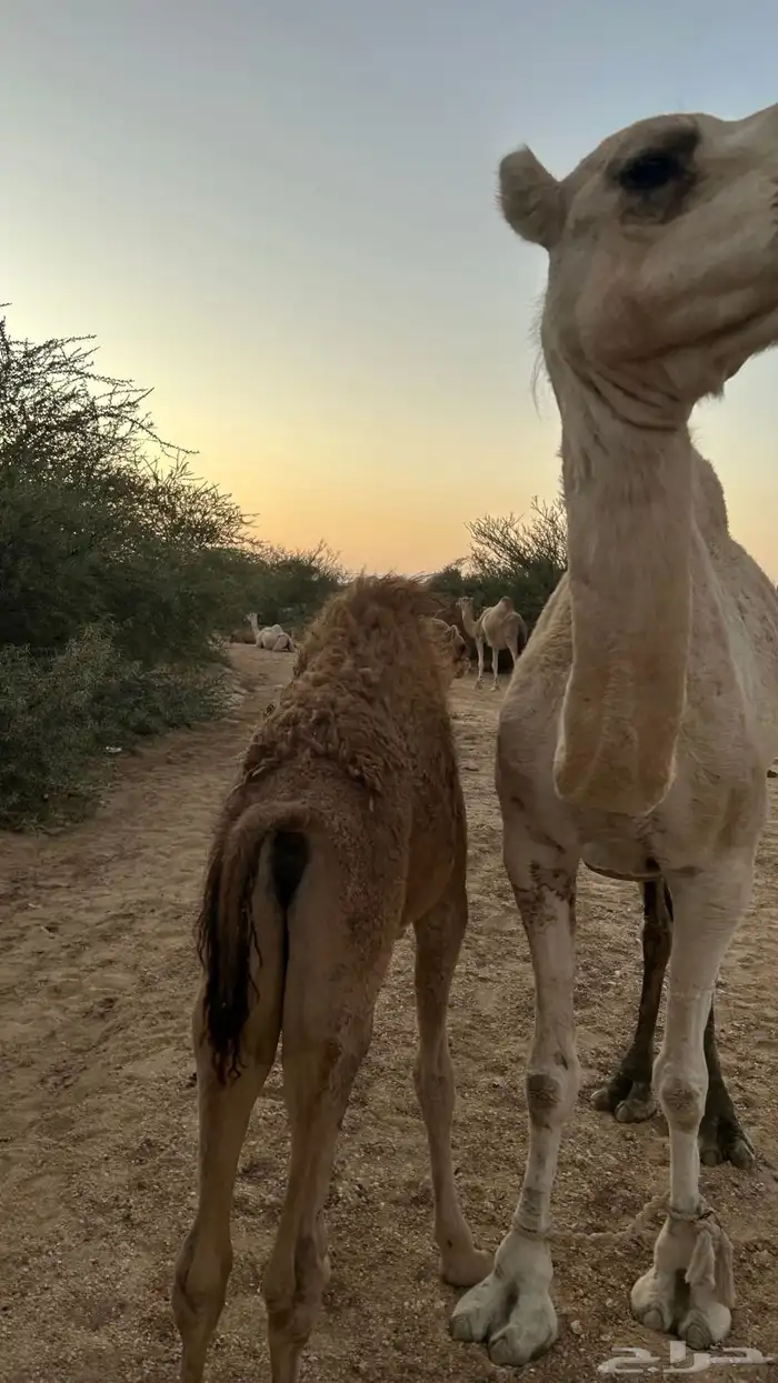 نياق خلفات معهن اربع بكار 18
