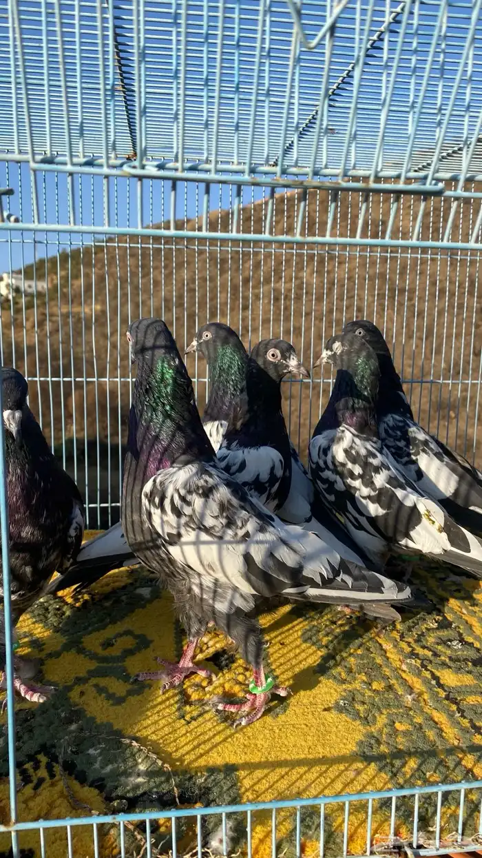 رامات (تم البيع) 9