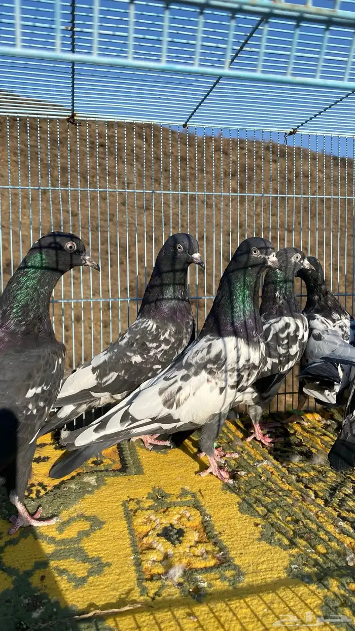 رامات (تم البيع) 2