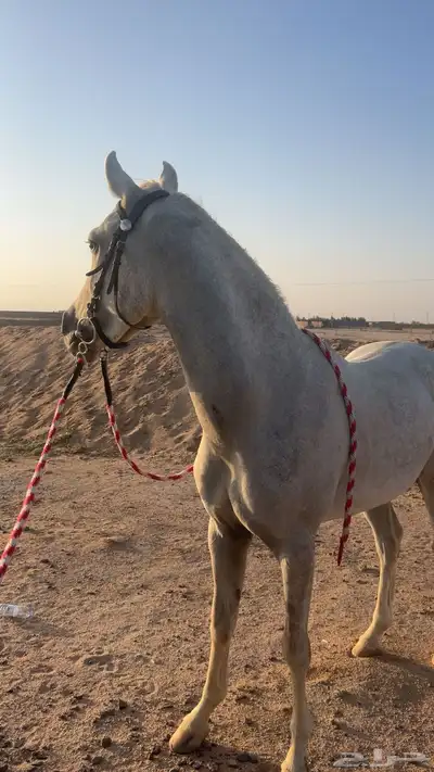 ايواء خيل يتوفر عسف 0