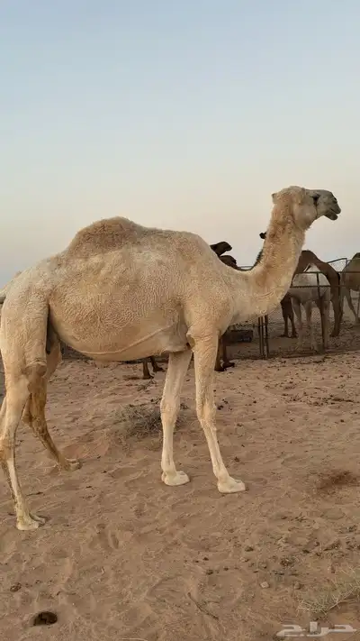 للبيع اناقه index