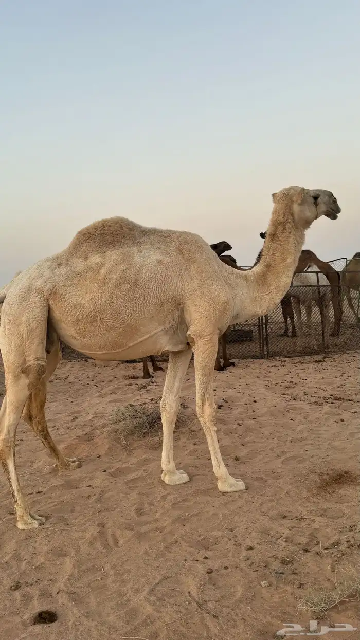 للبيع اناقه 1