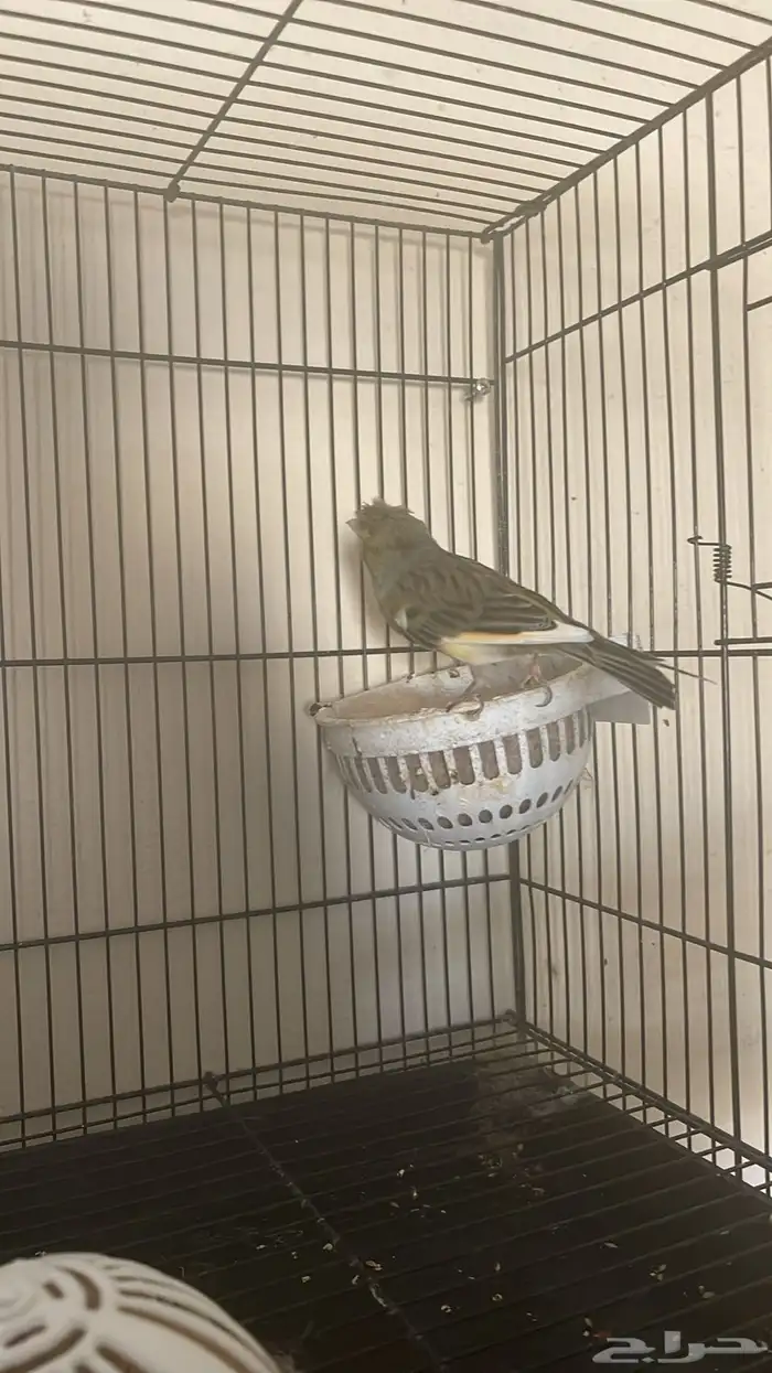 ذكر كناري( تم البيع ) 2