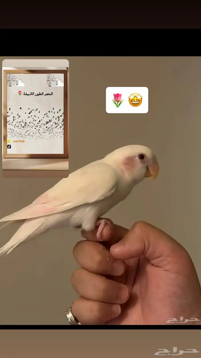 سلام عليكم عرض لكم تدريب طيور 7