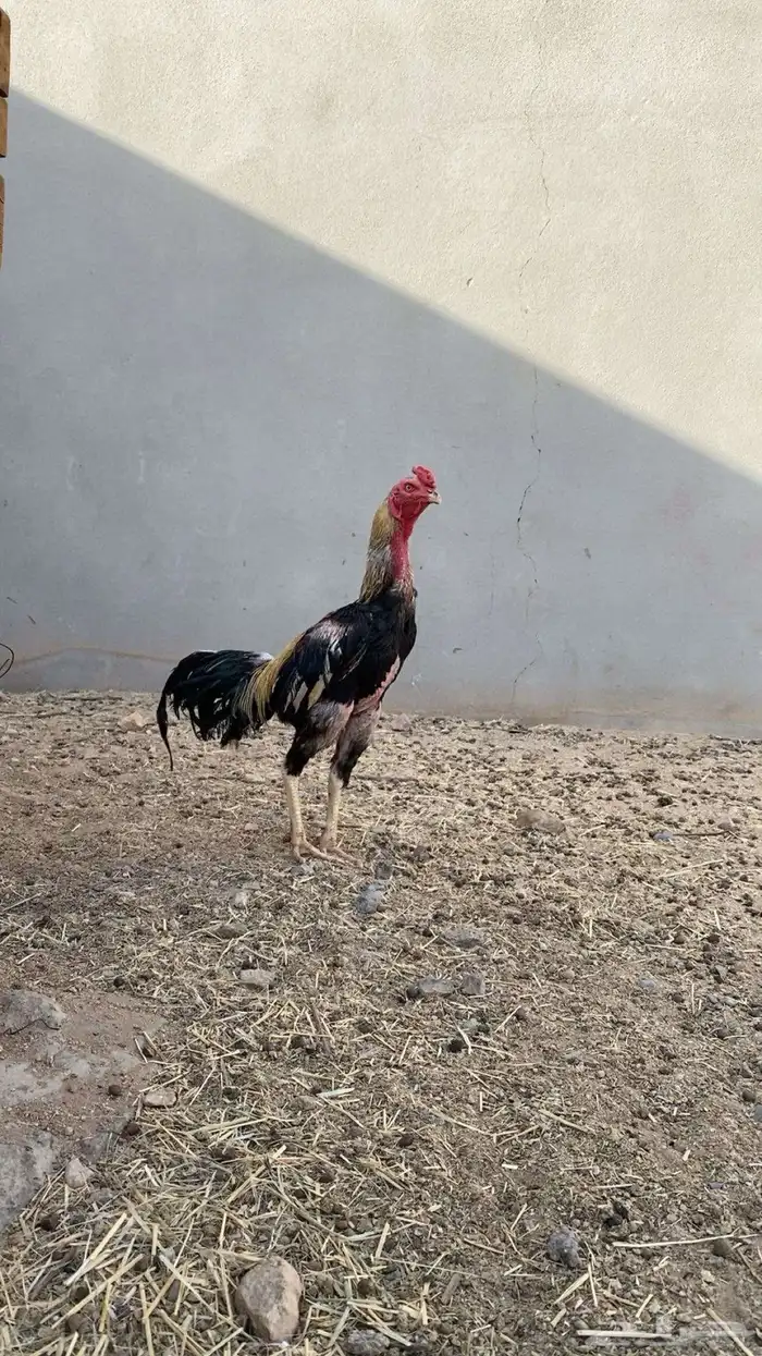 ديك باكستاني 5