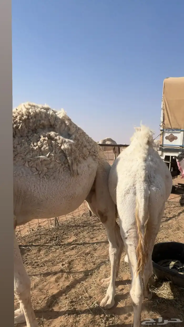 للبيع قعدان 3